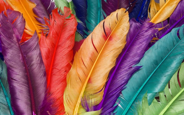 макро, цвет, перья, macro, color, feathers