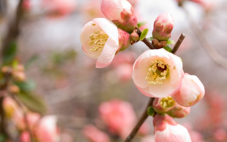 ветка, цветение, весна, розовый, вишня, сакура, branch, flowering, spring, pink, cherry, sakura