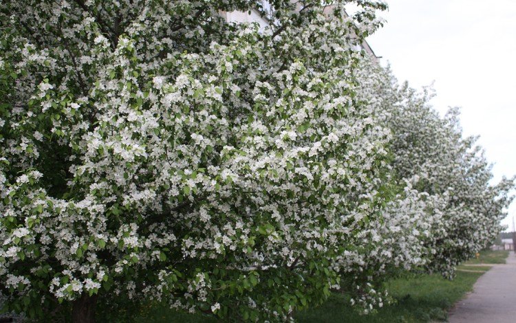 цветы, цветение, белый, весна, яблоня, flowers, flowering, white, spring, apple
