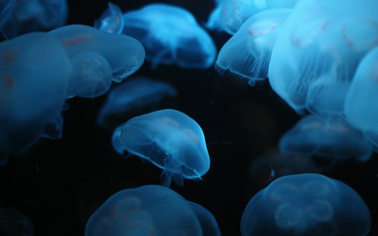 море, много, глубина, медуз, люминесцент, sea, a lot, depth, jellyfish, luminescent