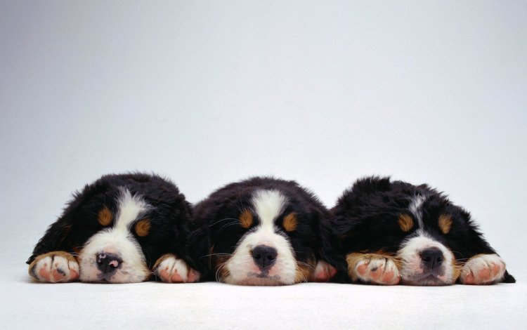 три, веселых, щенка, three, fun, puppy