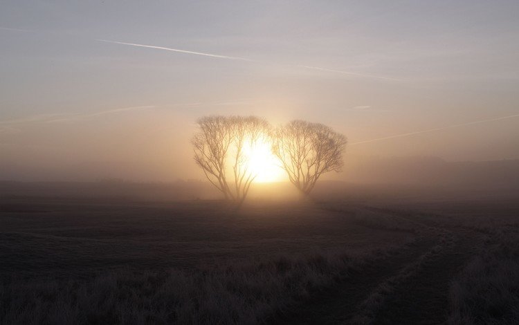восход, солнце, дерево, туман, sunrise, the sun, tree, fog