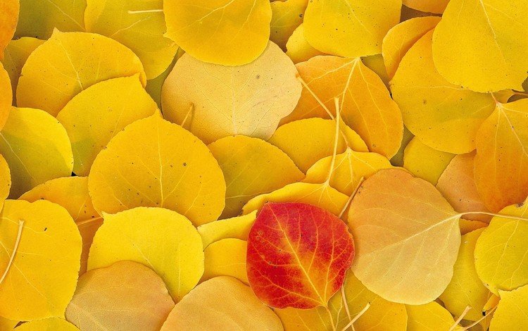 листья, осень, желтые, leaves, autumn, yellow
