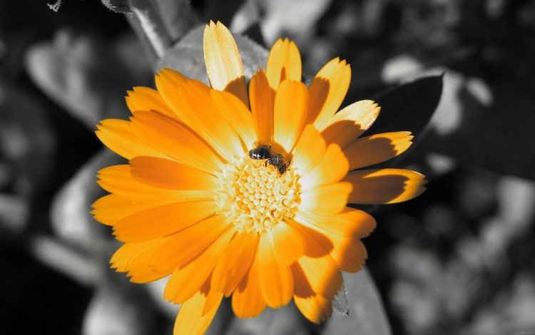 цвет, оранжевый, пчела, color, orange, bee