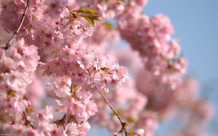 небо, ветви, весна, розовые цветы, the sky, branch, spring, pink flowers