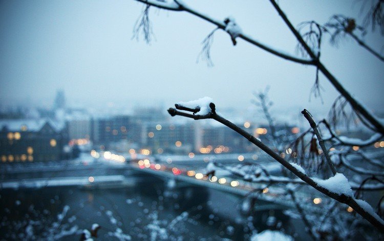 ветка, снег, зима, город, branch, snow, winter, the city