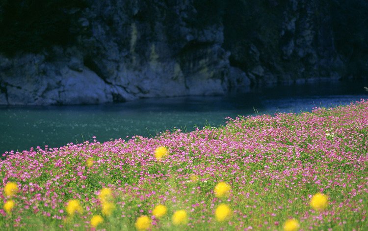 цветы, трава, вода, река, природа, фото, поле, пейзажи, flowers, grass, water, river, nature, photo, field, landscapes
