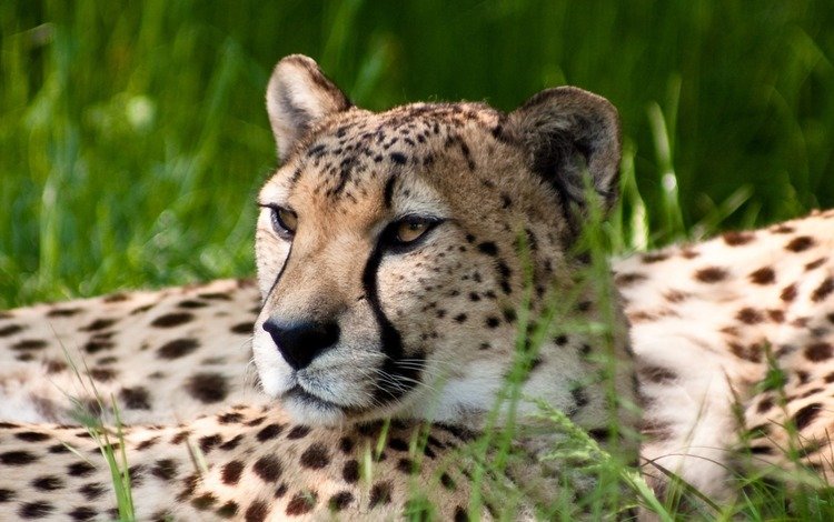 природа, обои, взгляд, леопард, гепард, nature, wallpaper, look, leopard, cheetah