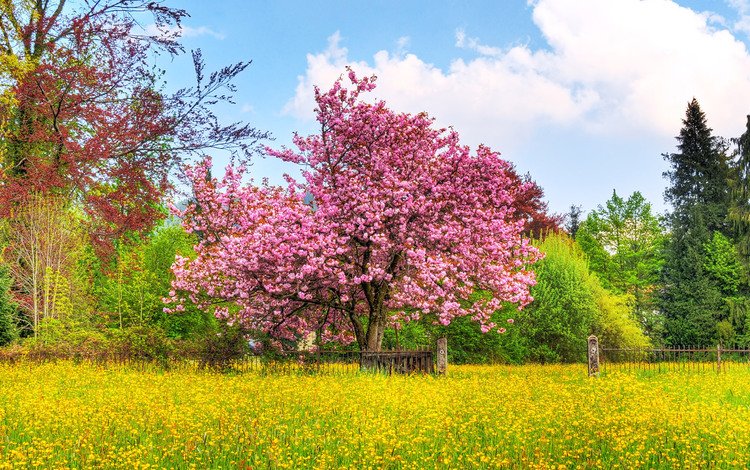 небо, вишневое дерево, цветы, деревья, природа, цветение, поле, забор, весна, the sky, cherry tree, flowers, trees, nature, flowering, field, the fence, spring