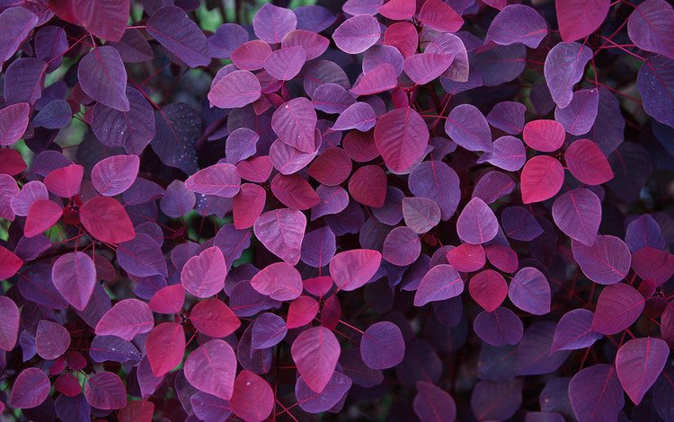 листья, осень, фиолетовый, красивые, leaves, autumn, purple, beautiful
