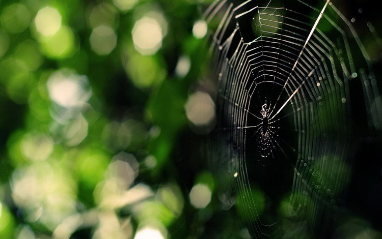зелень, паук, паутина, greens, spider, web