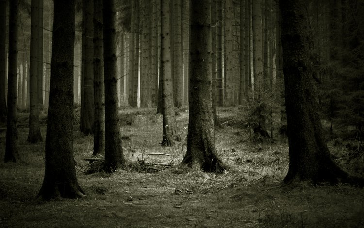 деревья, лес, темный фон, trees, forest, the dark background