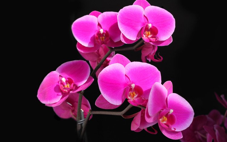 красота, орхидея, фаленопсис, малиновая, beauty, orchid, phalaenopsis, raspberry