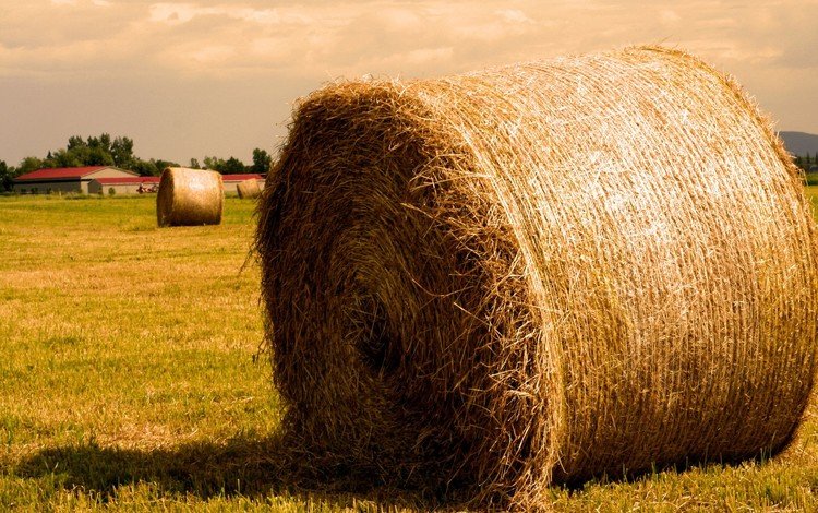 поле, сено, солома, тюк, тюки, рулоны, field, hay, straw, bale, bales, rolls