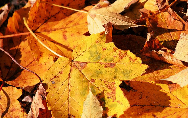 природа, обои, макро фото, осень, лист, nature, wallpaper, macro photo, autumn, sheet