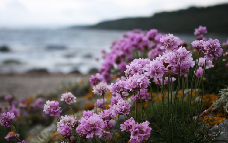 цветы, природа, берег, растения, макро, море, пляж, розовые, flowers, nature, shore, plants, macro, sea, beach, pink