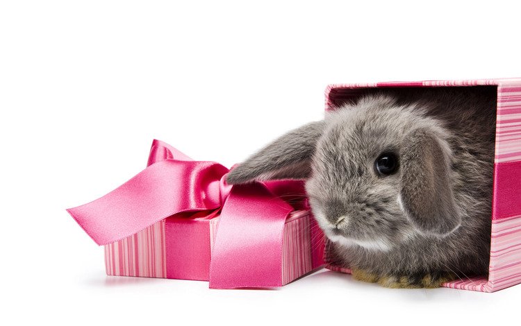 фон, белый, кролик, подарок, коробка, background, white, rabbit, gift, box