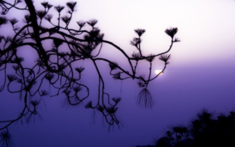 ветка, солнце, туман, сиреневый, branch, the sun, fog, lilac