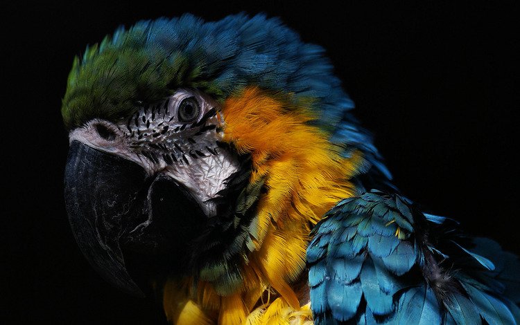 попугай, the beautiful, macaw, parrot