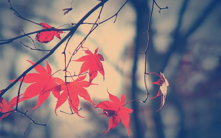 ветка, листья, осень, опадают, branch, leaves, autumn, fall