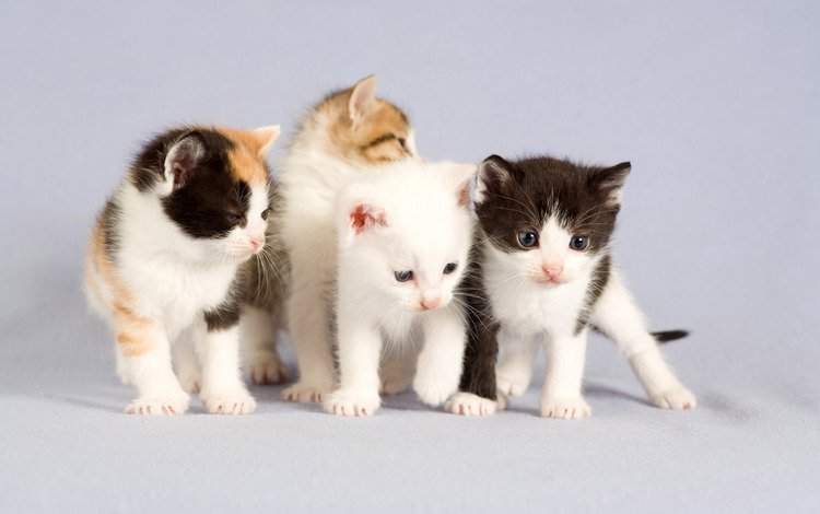 портрет, котята, четверо, portrait, kittens, four