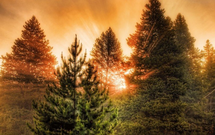 свет, деревья, лес, закат, лучи, лучи солнца, light, trees, forest, sunset, rays, the rays of the sun
