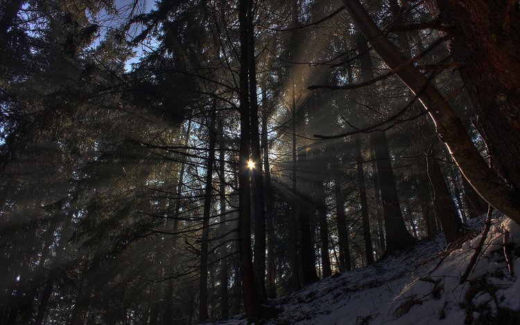 свет, фото, деревья, лучи, солнце, снег, природа, обои, лес, зима, light, photo, trees, rays, the sun, snow, nature, wallpaper, forest, winter