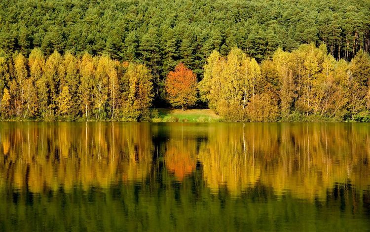 деревья, вода, лес, отражение, trees, water, forest, reflection