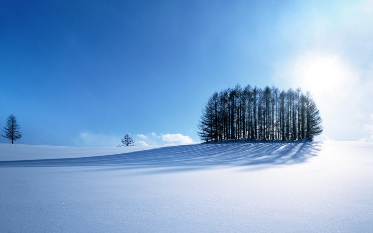 деревья, снег, зима, trees, snow, winter