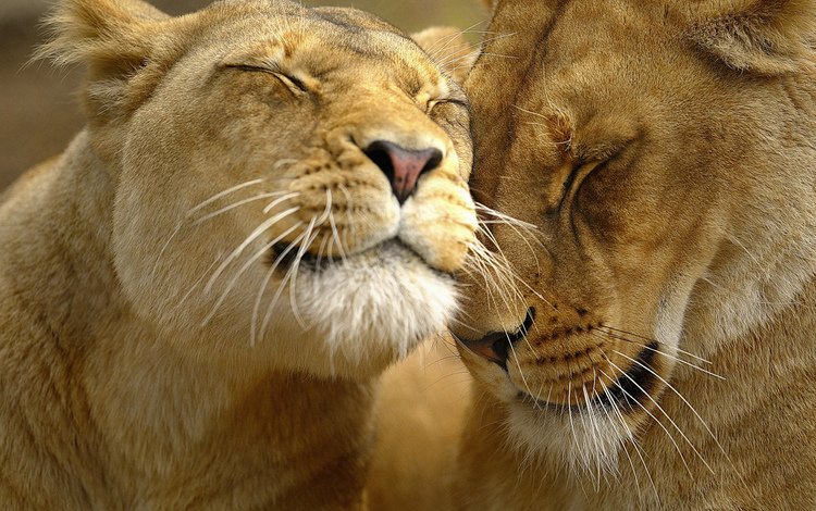 морда, львы, лев, ласки, львица, face, lions, leo, affection, lioness