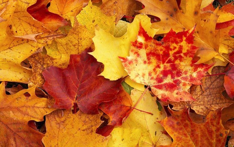 желтый, осень, листы, yellow, autumn, leaves