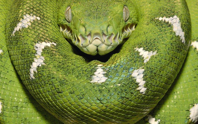 зелёный, змея, древесный боа, green, snake, wood boa