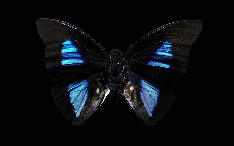 фон, бабочка, черный, тёмная, background, butterfly, black, dark