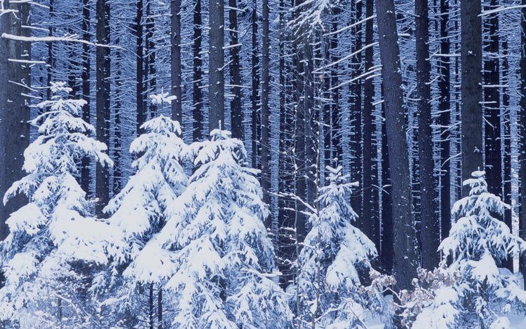 снег, новый год, лес, зима, snow, new year, forest, winter