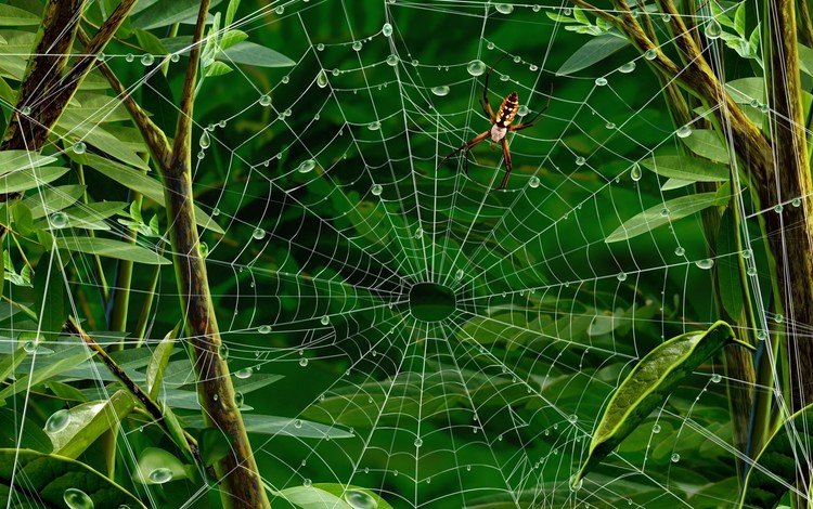 листья, паук, паутина, leaves, spider, web