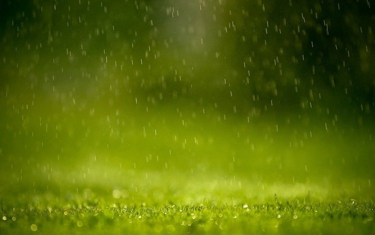 трава, зелень, капли, брызги, дождь, grass, greens, drops, squirt, rain