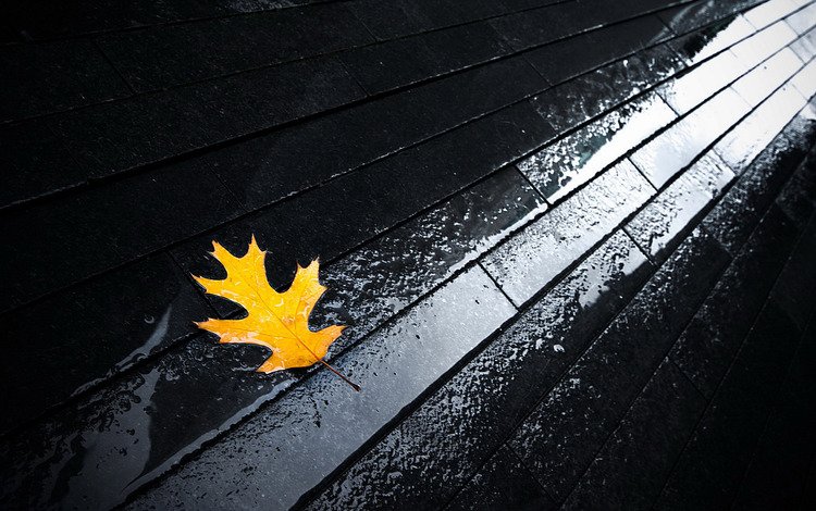 вода, осень, лист, мостовая, water, autumn, sheet, bridge