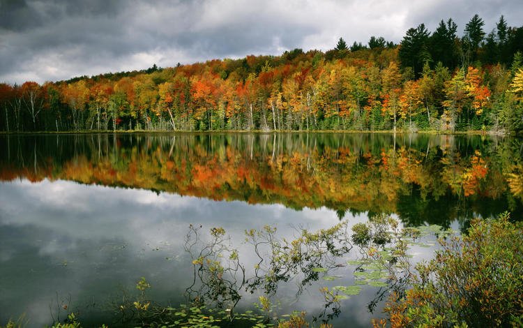 деревья, вода, лес, отражение, осень, trees, water, forest, reflection, autumn