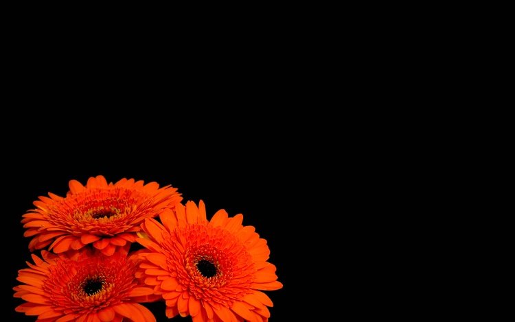 цветы, лепестки, черный фон, оранжевые, герберы, flowers, petals, black background, orange, gerbera