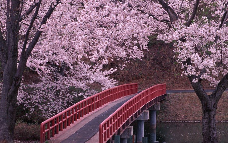 мост, япония, сакура, bridge, japan, sakura