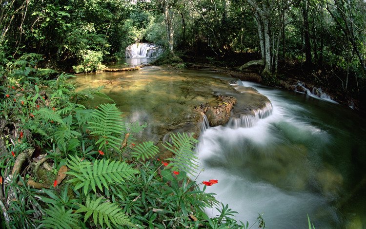 река, лес, водопад, тропический, river, forest, waterfall, tropical