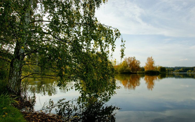 озеро, лес, осень, береза, lake, forest, autumn, birch
