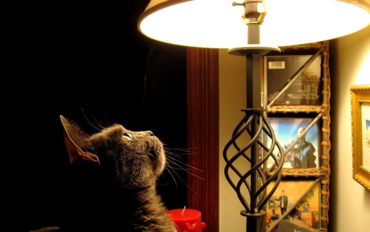 фото, взгляд, лампа, интерес, photo, look, lamp, interest