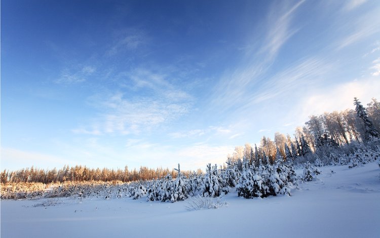 небо, деревья, снег, лес, зима, the sky, trees, snow, forest, winter