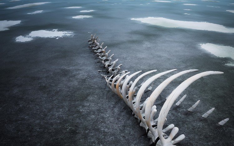лёд, кости, скелет, ice, bones, skeleton