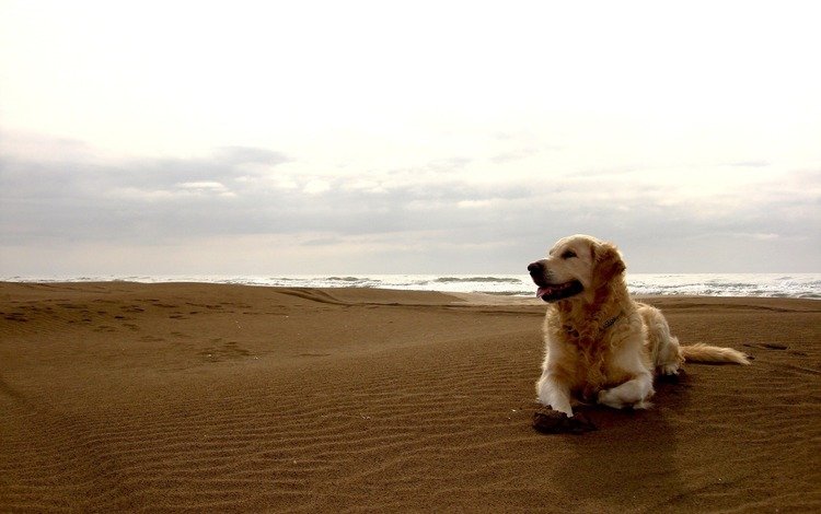 небо, песок, пляж, горизонт, собака, пес, the sky, sand, beach, horizon, dog