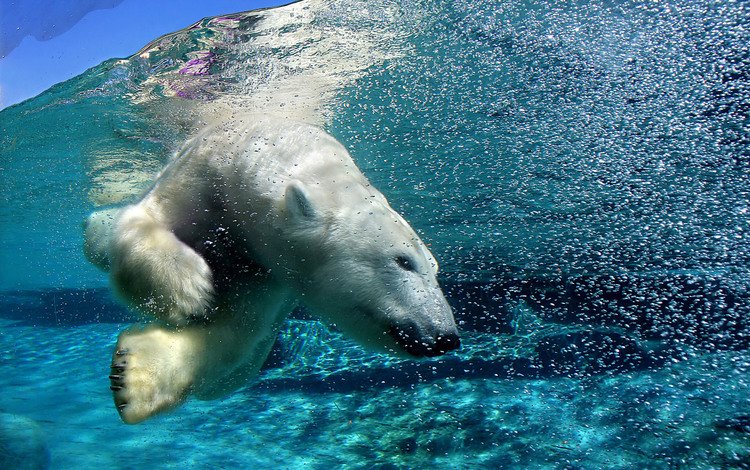 вода, медведь, пузыри, под водой, белый медведь, арктика, water, bear, bubbles, under water, polar bear, arctic