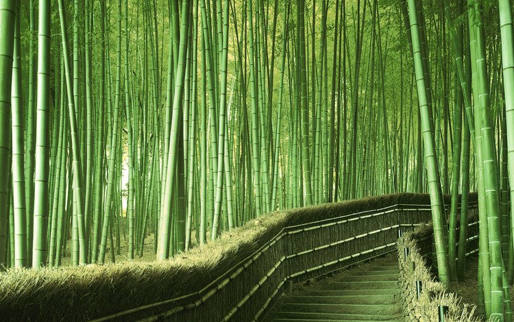 зелень, япония, бамбук, greens, japan, bamboo