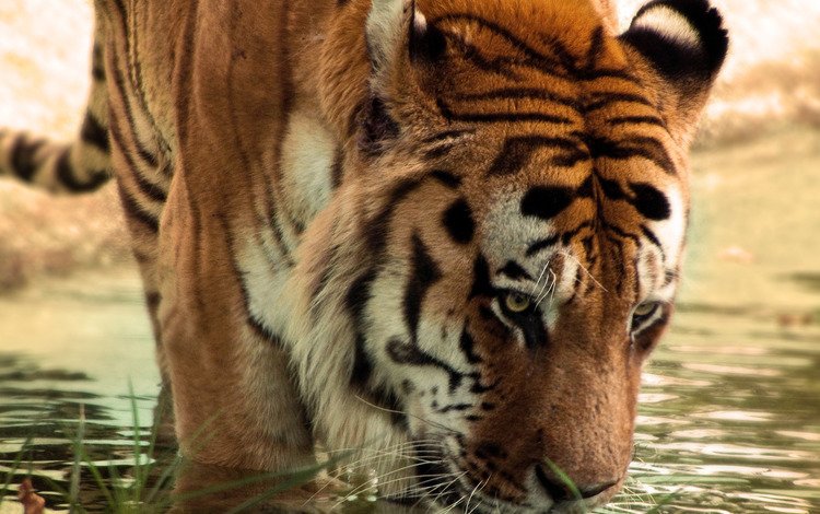 тигр, вода, сушняк, tiger, water, thirsty