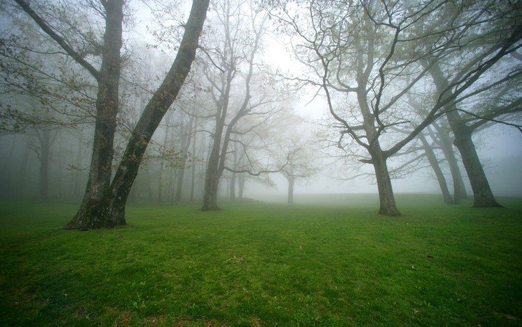 трава, деревья, природа, лес, пейзаж, утро, туман, grass, trees, nature, forest, landscape, morning, fog